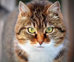 Gato Doméstico 1