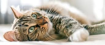 Gato Doméstico 2