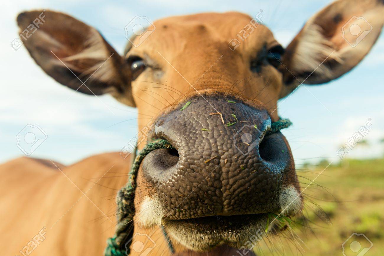Vaca Doméstica 1