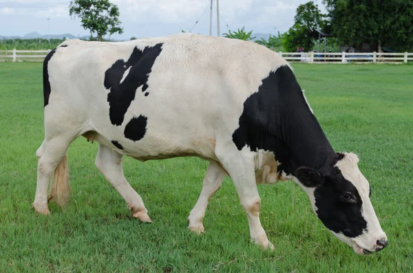 Vaca Doméstica 2